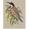 Eastern Spinebill cross stitch chart by Maureen Maguire.