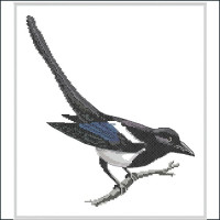 American Black Beaked Magpie chart